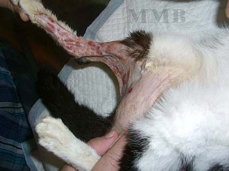 猫-严重湿疹使用案例