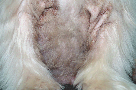 玛尔济斯(老狗)严重的皮肤状况实例